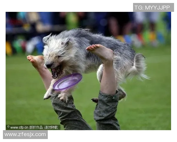 广州飞盘队速度之争引发热议球迷与专家各执己见